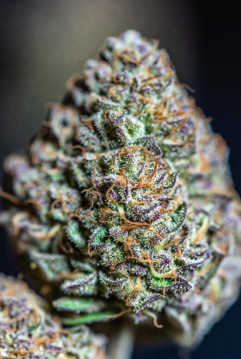 Gelato Weed Strain: Flavor, Effects, and Growing Guide - Cannabis Blog