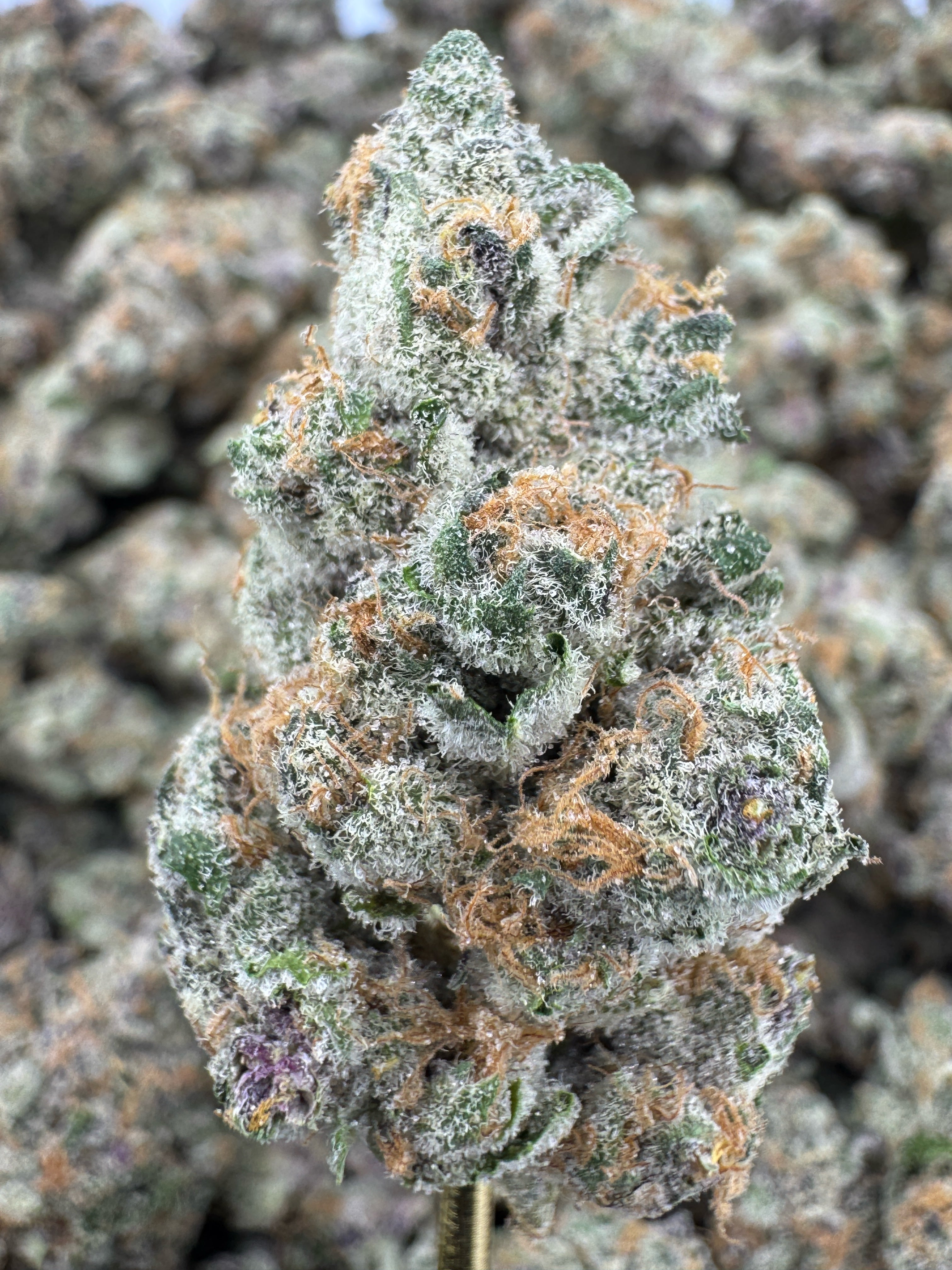 Blackberry Super Boof - Flowers Unbranded