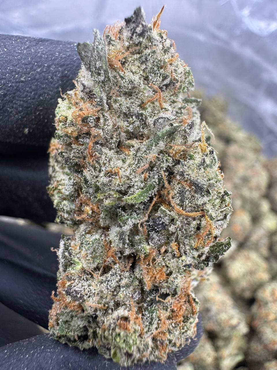 Black Amber - Flowers Unbranded