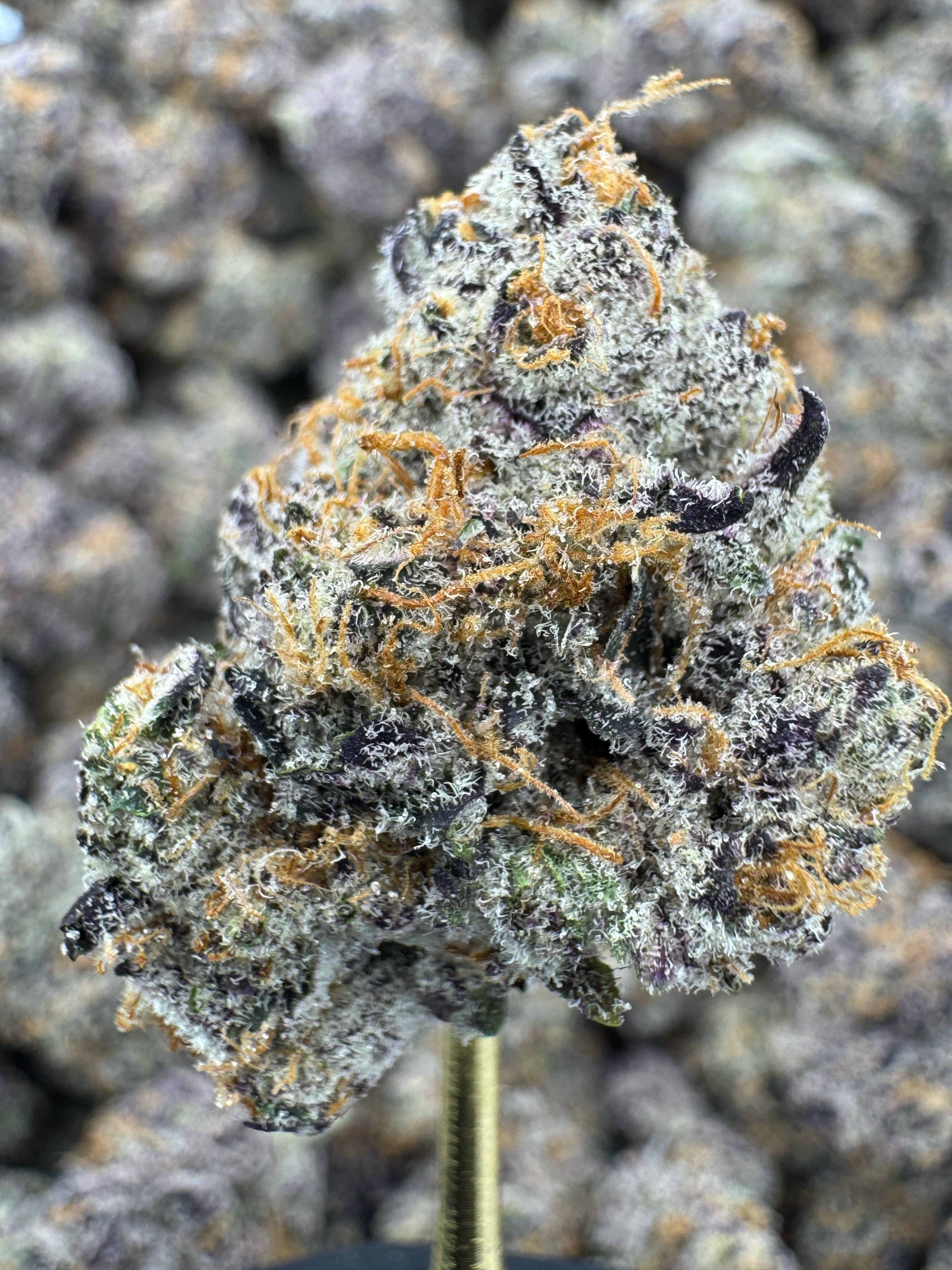 Blue Diamond x White Runtz - Flowers Unbranded