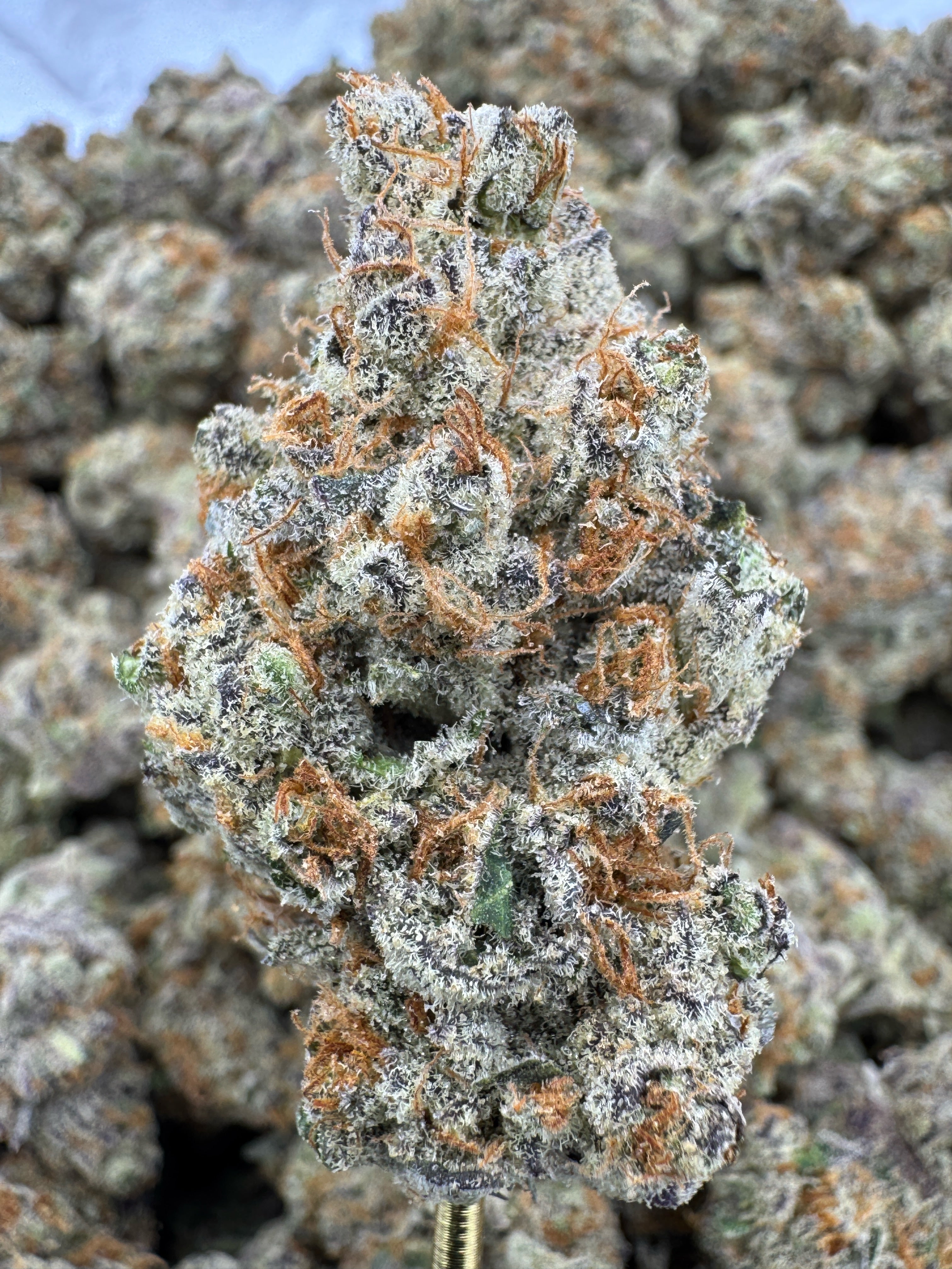 Sheesh - Flowers Unbranded