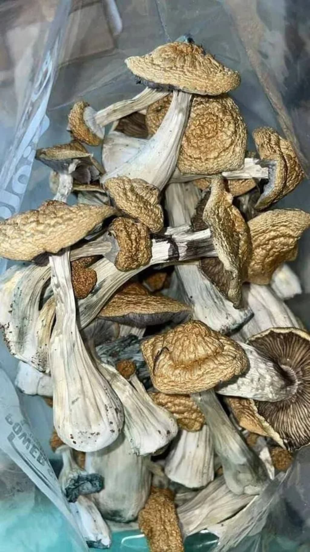 Golden Teacher Magic Mushrooms - Mushroom