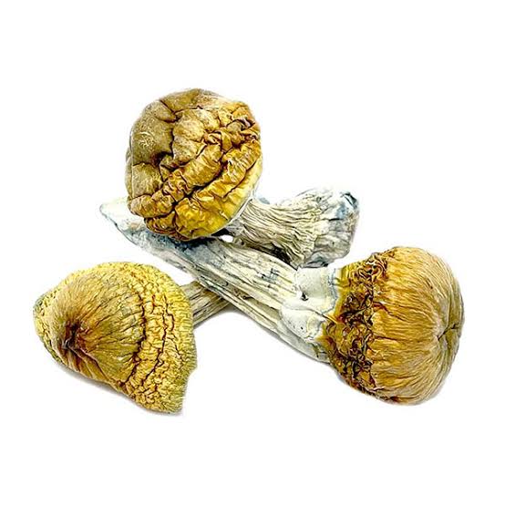 Cambodian Magic Mushrooms